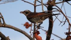 DSCN8401：ツグミ