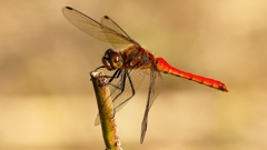 P2320281：アキアカネ（オス）