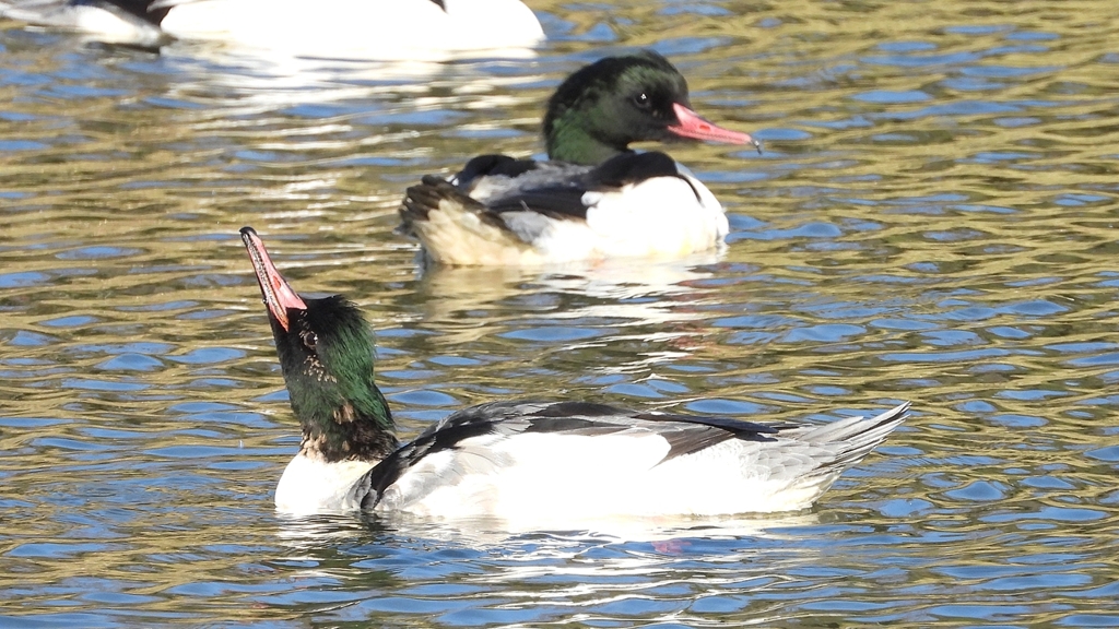 DSCN1966：カワアイサ（オス）