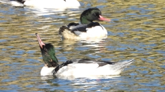 DSCN1966：カワアイサ（オス）