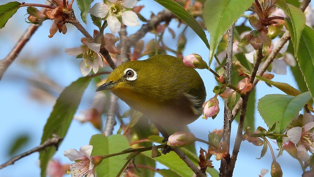 DSCN6235：メジロ