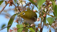 DSCN6235：メジロ