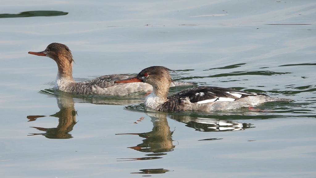 DSCN4561：ウミアイサ