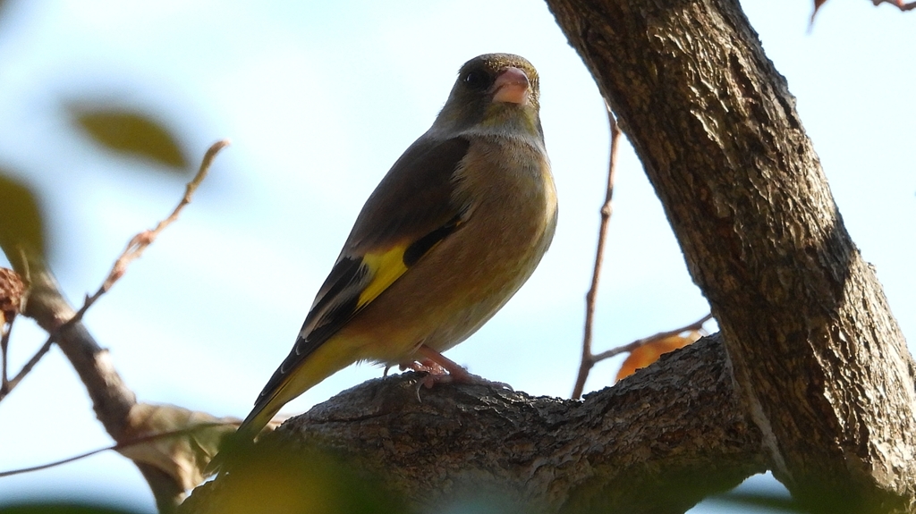 DSCN6288：カワラヒワ