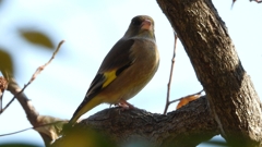 DSCN6288：カワラヒワ