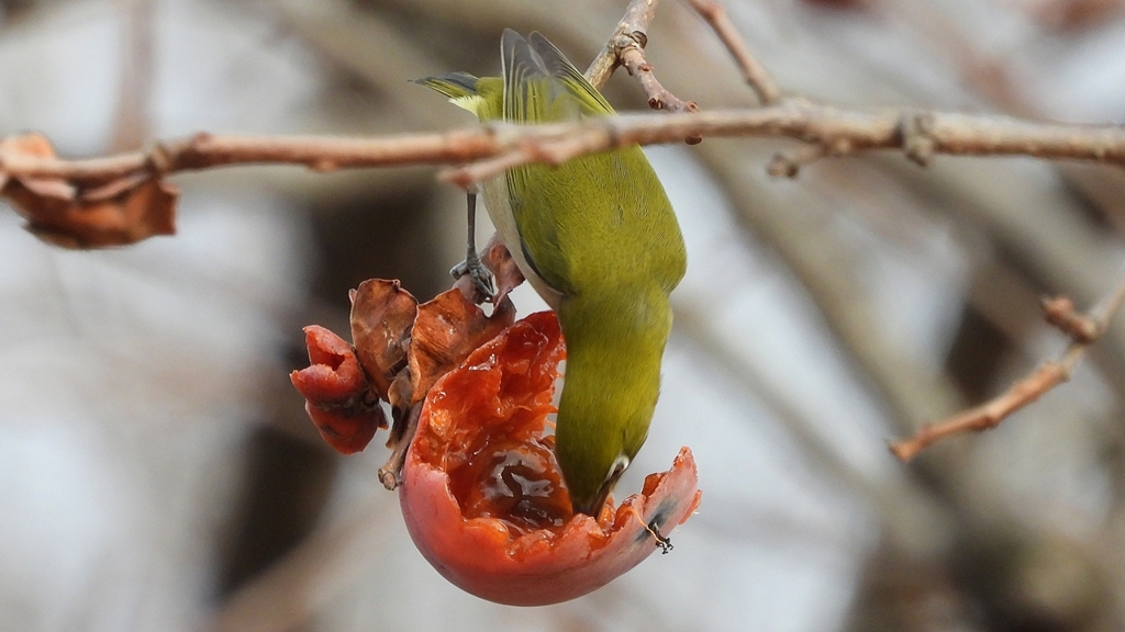 DSCN8536：メジロ