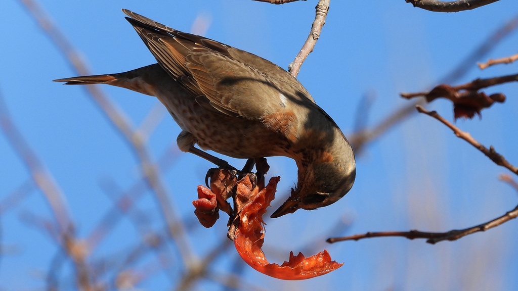 DSCN8810：ハチジョウツグミ