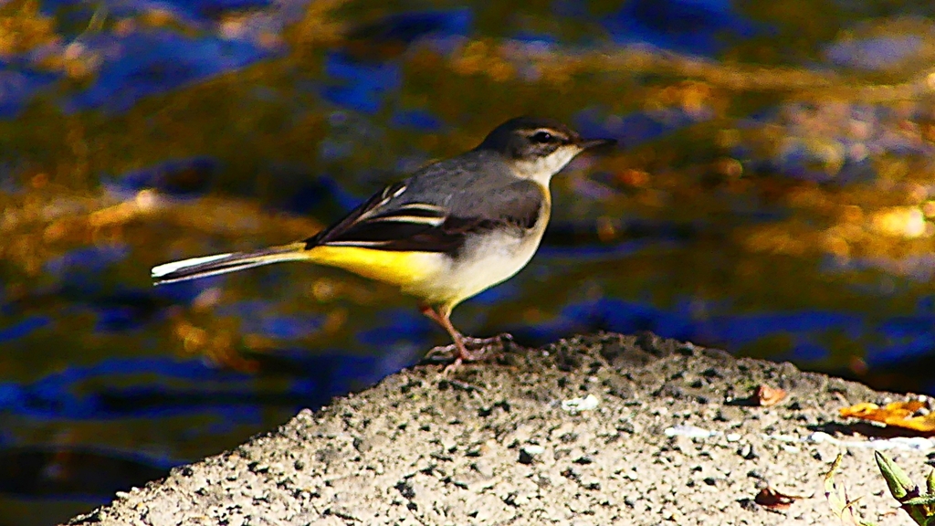 P2370439：キセキレイ