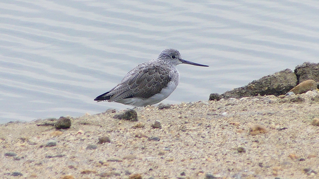 P2400623：アオアシシギ