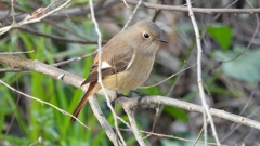 DSCN7628：ジョウビタキ（メス）