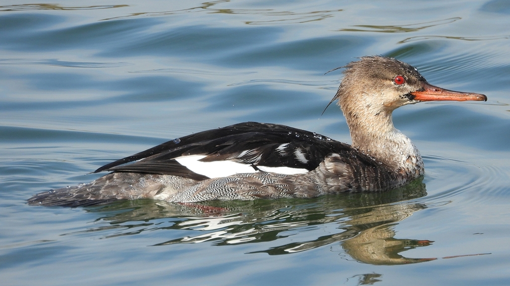 DSCN4611：ウミアイサ（オス）