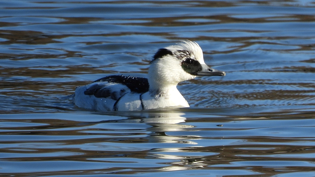 DSCN4866：ミコアイサ（オス）