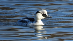 DSCN4866：ミコアイサ（オス）