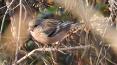 DSCN5739：ベニマシコ