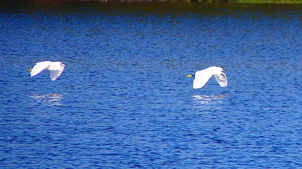 P2370305：飛ぶコサギ