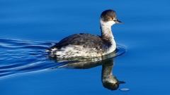 P2370160：ハジロカイツブリ