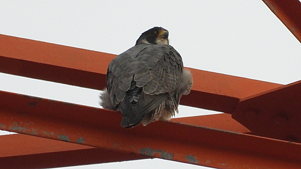 DSCN3485：ハヤブサ