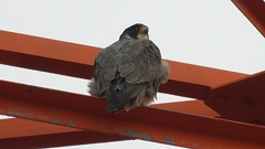 DSCN3485：ハヤブサ