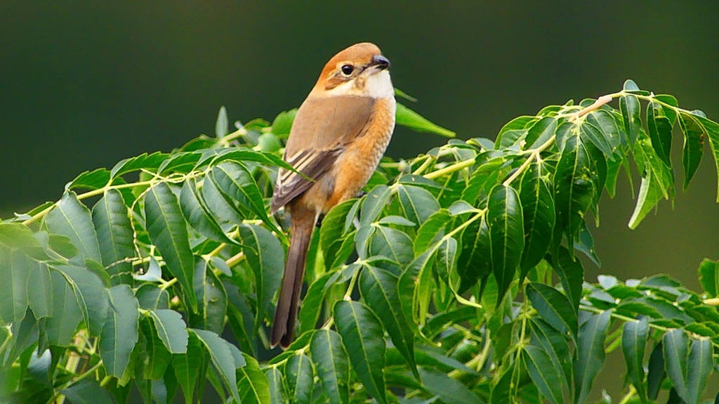 P2370058：モズ（メス）