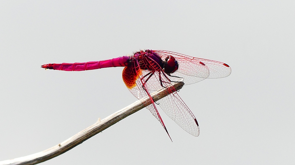 P2290250：ベニトンボ（オス）