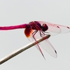 P2290250：ベニトンボ（オス）