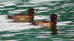 P2350487：キンクロハジロ