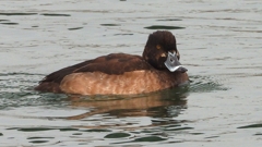 DSCN7170：キンクロハジロ（メス）