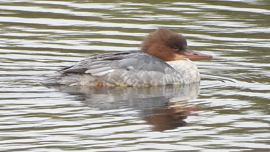 DSCN3508：カワアイサ（メス）