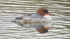 DSCN3508：カワアイサ（メス）