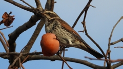 DSCN8420：ツグミ