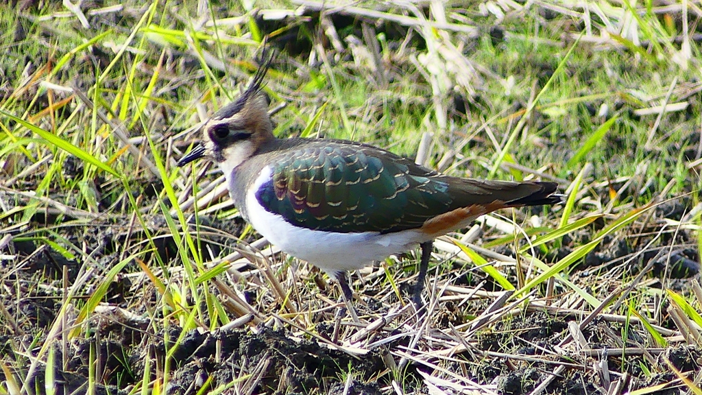 P2340857：タゲリ