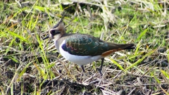 P2340857：タゲリ