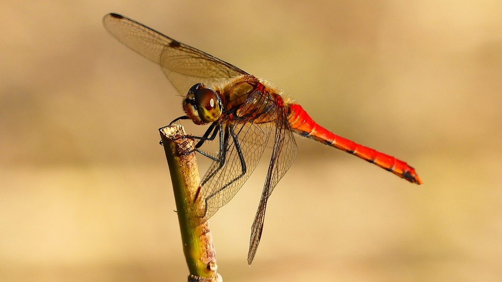 P2320297：アキアカネ（オス）