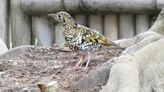 P1010125：トラツグミ