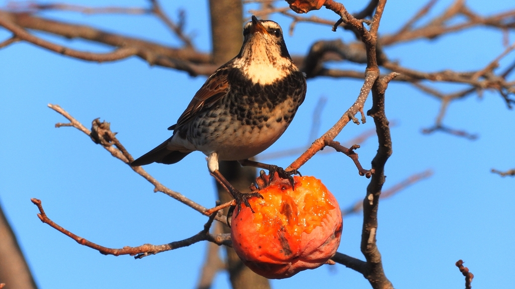 DSCN6971：ツグミ