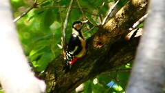 P2250359：アカゲラ（メス）