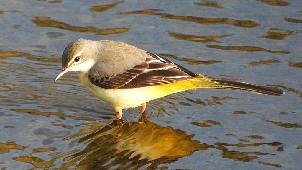 DSCN3581：キセキレイ