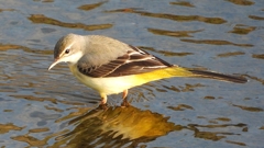 DSCN3581：キセキレイ