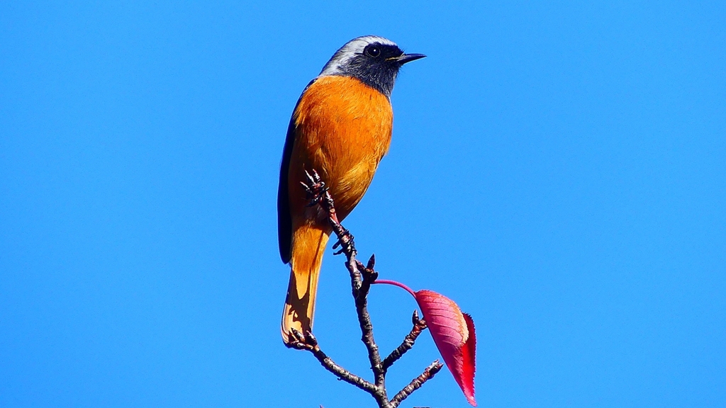 P2360190：ジョウビタキ（オス）