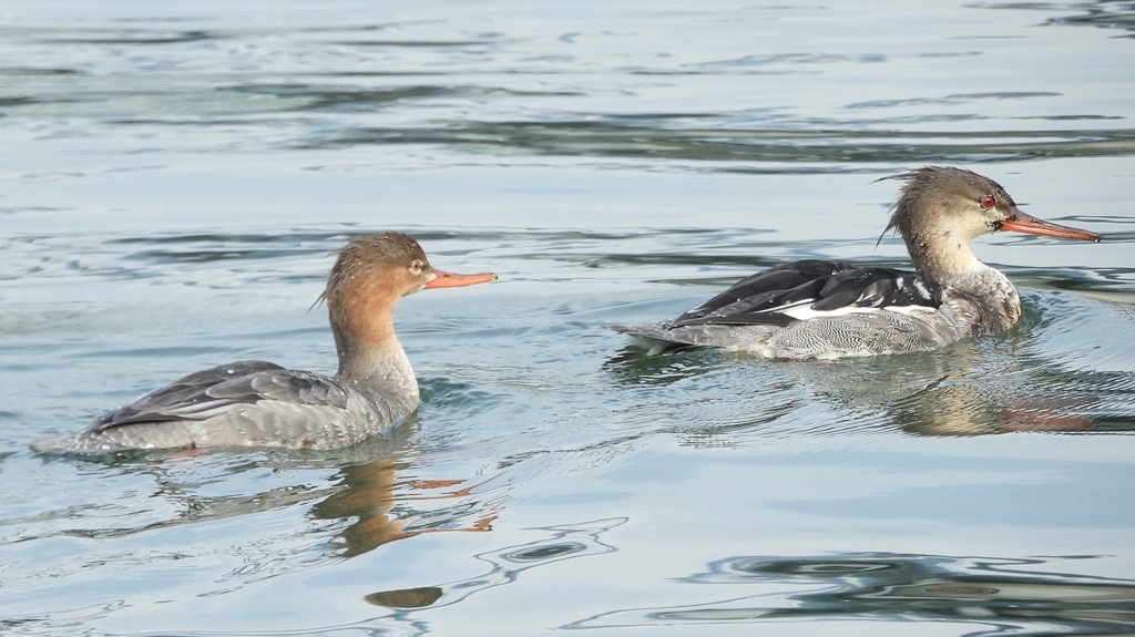 DSCN4526：ウミアイサ