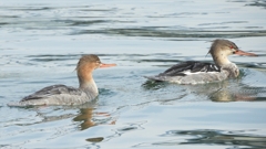 DSCN4526：ウミアイサ