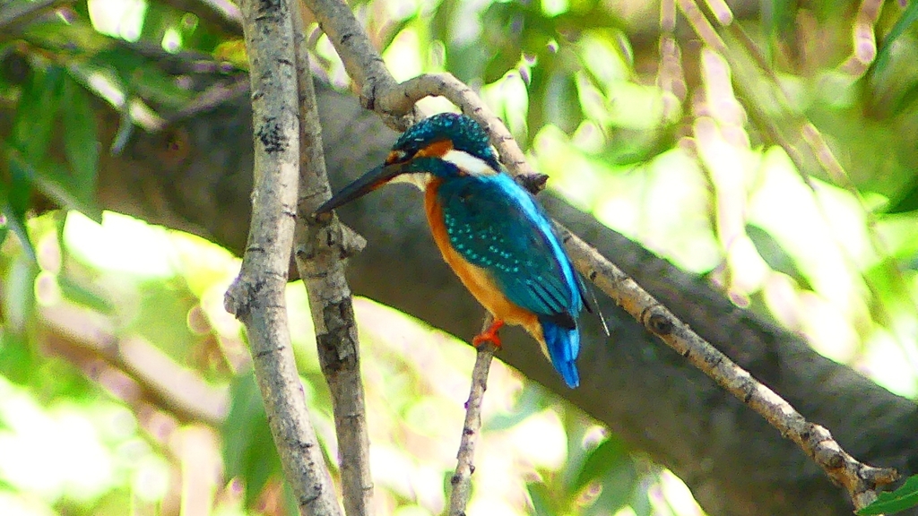 P2290648：カワセミ