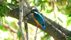 P2290648：カワセミ