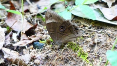 P2250578：クロヒカゲ