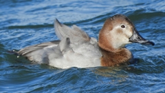 DSCN1010：ホシハジロ（メス）