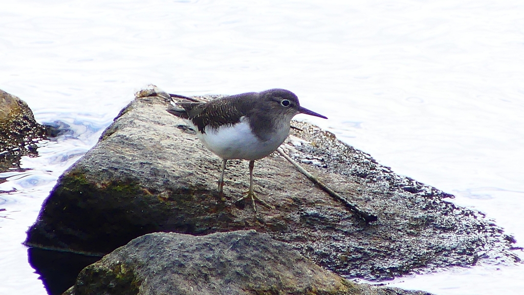 P2290106：イソシギ