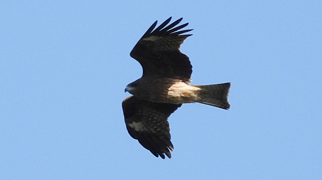 DSCN1154：飛ぶトビ