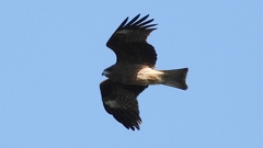 DSCN1154：飛ぶトビ