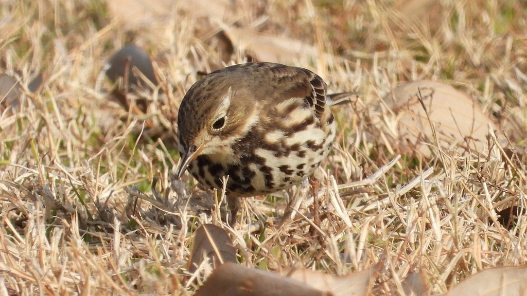 DSCN7586：タヒバリ