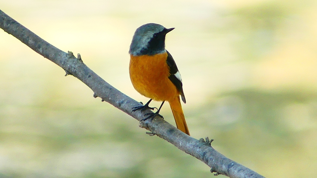 P2290803：ジョウビタキ（オス）